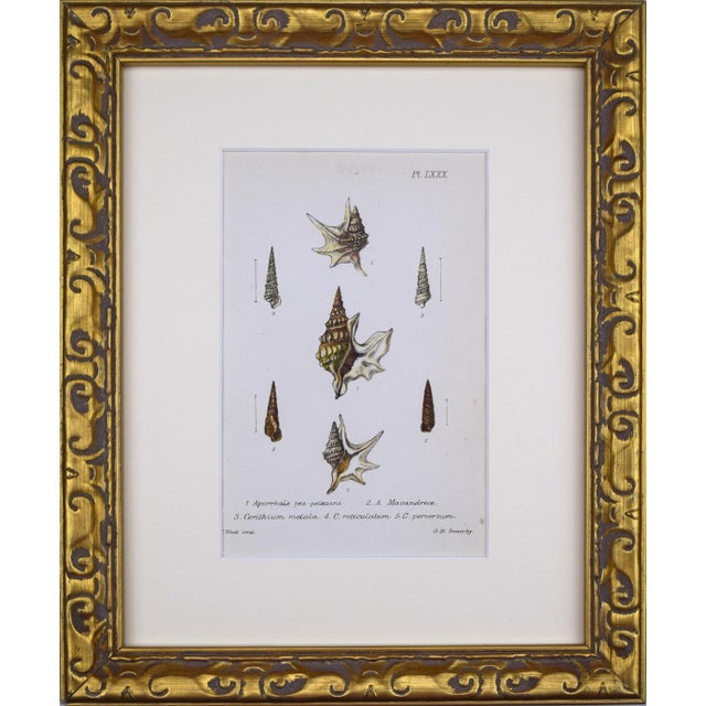 19th Century Antique Hand Colored English Shell Print by John Jeffreys 1869 For Sale In New York - Image 6 of 6