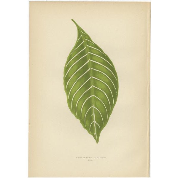 E.J. Lowe and W. Howard, Gesnera Cinnabarina, Dracaena Perrea, 1891, Prints, Set of 6 For Sale - Image 3 of 8