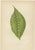 E.J. Lowe and W. Howard, Gesnera Cinnabarina, Dracaena Perrea, 1891, Prints, Set of 6 For Sale - Image 3 of 8