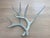 Vintage Natural Deer Antler - a Pair For Sale - Image 13 of 13