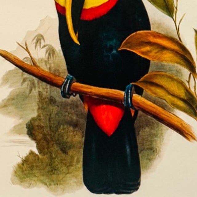 1960s French Ornithological Bird Lithographs Macaw & Toucan in Large Faux Bamboo Frames Reproduction Print - A Pair For Sale In San Diego - Image 6 of 12
