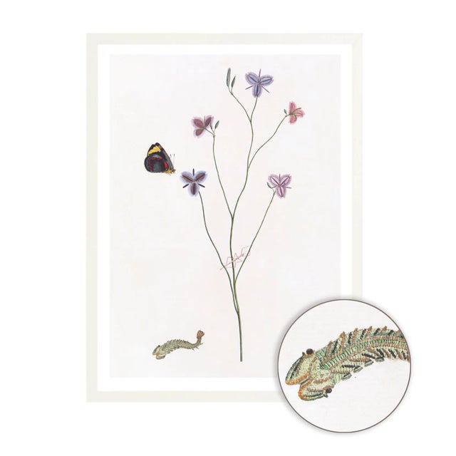 Celerie Kemble Curated Australian Botanical II (40x60) in White Frame For Sale - Image 4 of 4