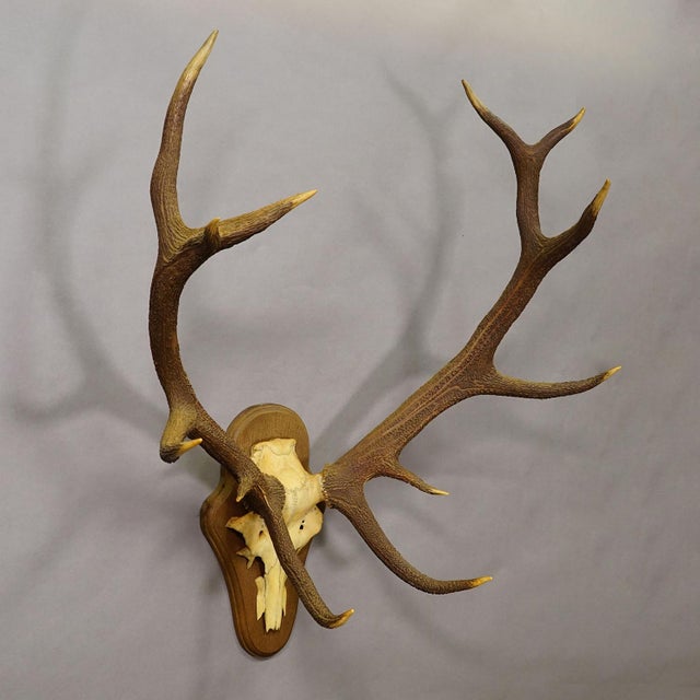 Rustic Black Forest 12 Pointer Red Deer Trophy on Wooden Plaque - Germany 1930 For Sale - Image 3 of 5