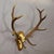 Rustic Black Forest 12 Pointer Red Deer Trophy on Wooden Plaque - Germany 1930 For Sale - Image 3 of 5