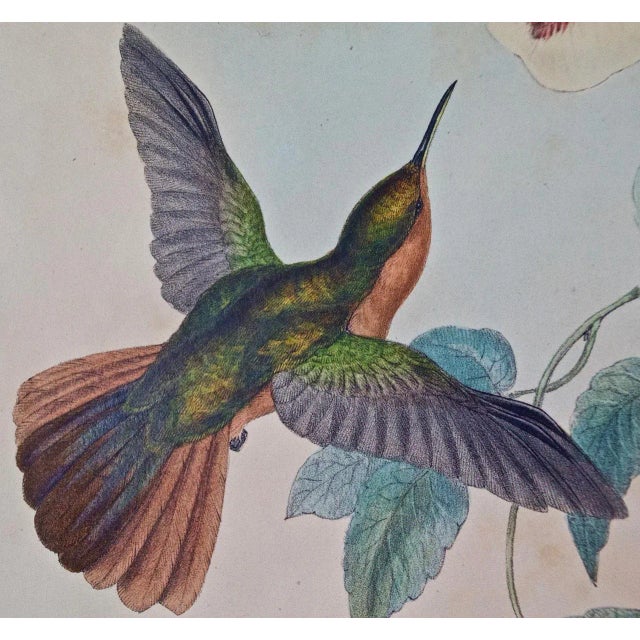 Hummingbirds: Framed Gould Antique Hand-Colored "Rufous-Breasted Sabrewing", 1850 For Sale In San Francisco - Image 6 of 7