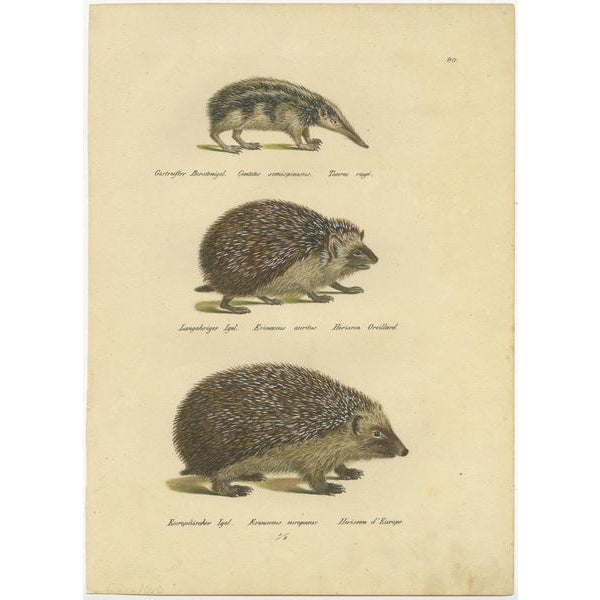 Antique print titled 'Gestreifter Borstenigel (\.) -Langohriger Igel (\.) - Europaïscher Igel (\.)'. Original antique...