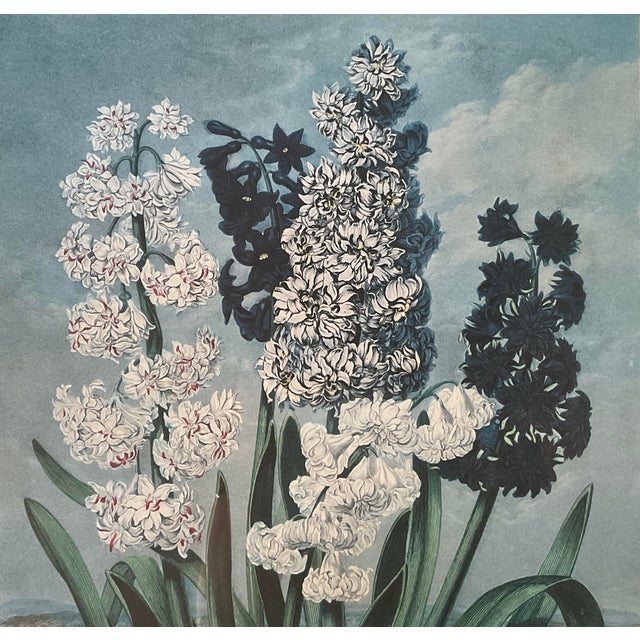 Early 19th Century Framed Botanical Print From Dr. Robert Thornton's Temple of Flora (1812) "Hyacinths" For Sale - Image 5 of 9