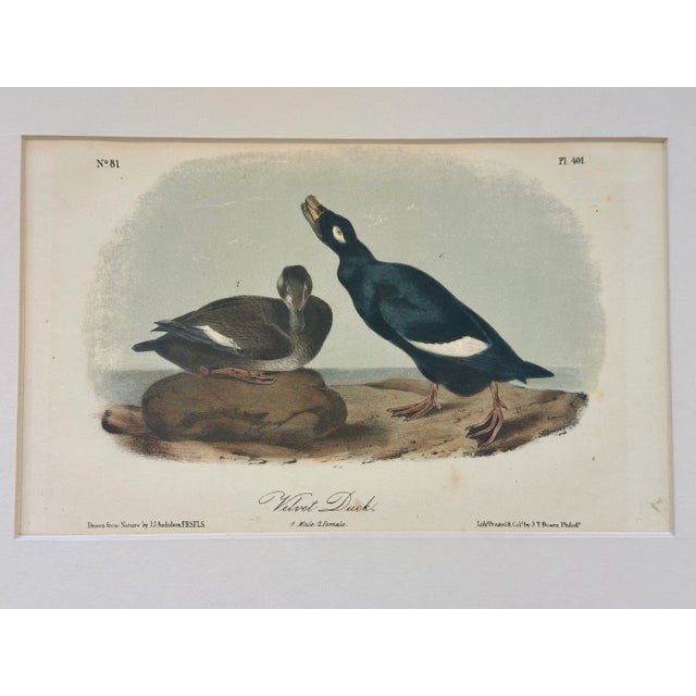 1840 colored lithograph of the Velvet Duck by John James Audubon 1st edition octavo from Birds of America, published in...