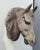 Life-Size Horse Head Sculpture, 1940s For Sale - Image 8 of 8