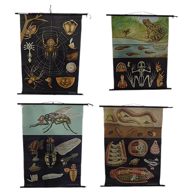 Austrian Educational Charts from Jung, Koch & Quentell, 1960s, Set of 4 For Sale