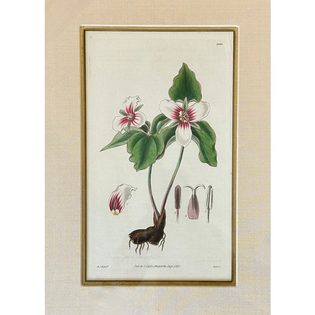 William Curtis Botanicals: Trillion, Oleander, Snapdragon, Original by by William Curtis, 1803 (Set/4) For Sale - Image 4 of 6