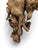 Late 19th Century Antique Black Forest Carved Hunting Trophies, 1880s, Set of 2 For Sale - Image 5 of 12