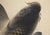 "Leaping Carp", Early Showa Era Japanese Silk Scroll Painting For Sale - Image 12 of 18