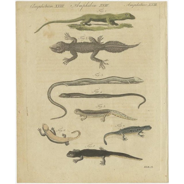 Bertuch, Lizards and Newts, Eight Species, 1805, Print For Sale - Image 3 of 12