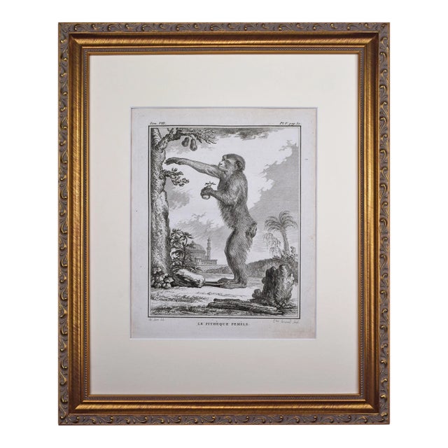 18th Century Original French Monkey Engraving by Buffon 1789 For Sale