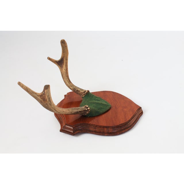 Mid 20th Century Vintage Four Point Whitetail Deer Antler Plaque For Sale - Image 5 of 7
