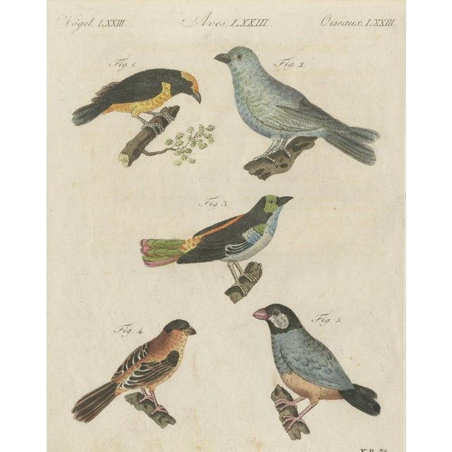 Bertuch, Tanagers and Java Sparrow Songbirds, 1805, Print For Sale - Image 12 of 12