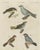 Bertuch, Tanagers and Java Sparrow Songbirds, 1805, Print For Sale - Image 12 of 12