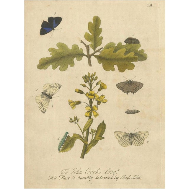 Albin, Butterfly Life Cycle on Oak & Wallflower, 1720, Paper For Sale - Image 9 of 9