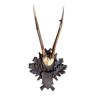 Roe Deer Trophy 106 Black Forest Antlers For Sale