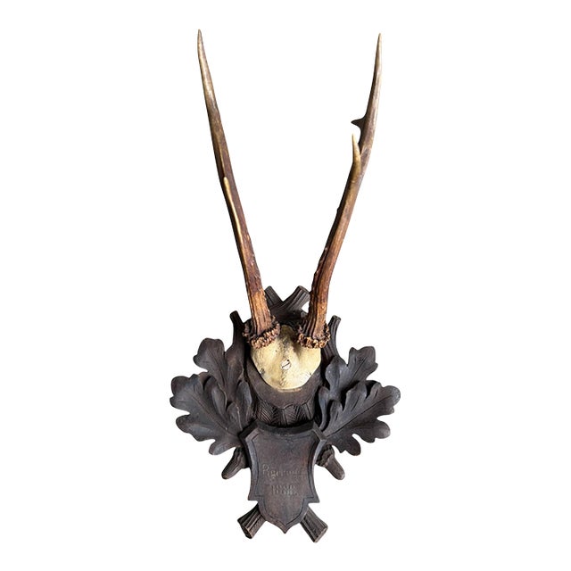 Roe Deer Trophy 106 Black Forest Antlers For Sale