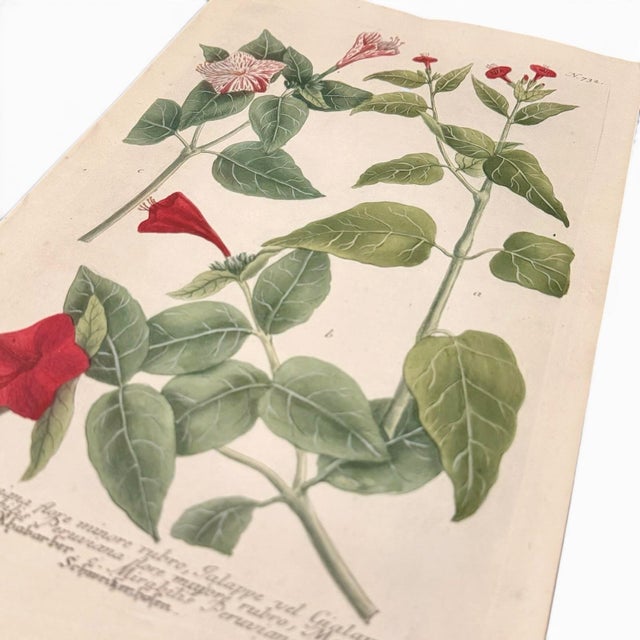 18th Century c.1730 Hand-Colored Botanical Mezzotint — Mirabilis Jalapa by Johann Wilhelm Weinmann For Sale - Image 5 of 6