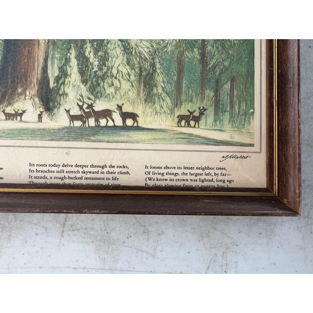 This is a vintage framed print depicting the General Sherman Tree in Sequoia National Park, California, famously known as...