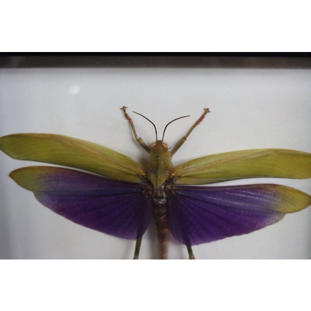 Framed display featuring a preserved Titanacris albipes, a large tropical grasshopper known for its vivid purple hindwings...
