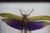 Framed display featuring a preserved Titanacris albipes, a large tropical grasshopper known for its vivid purple hindwings...