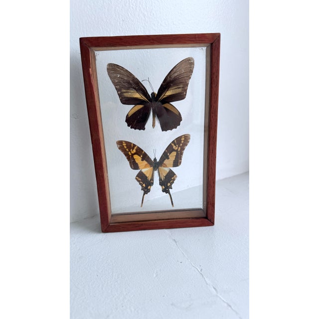 1960s Vintage Mid-Century Framed Buttefrly Specimen Art, 1960s For Sale - Image 5 of 6