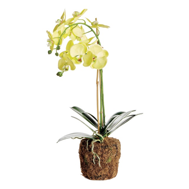 Phalaenopsis Orchid Drop-In 23" For Sale