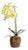 Phalaenopsis Orchid Drop-In 23" For Sale