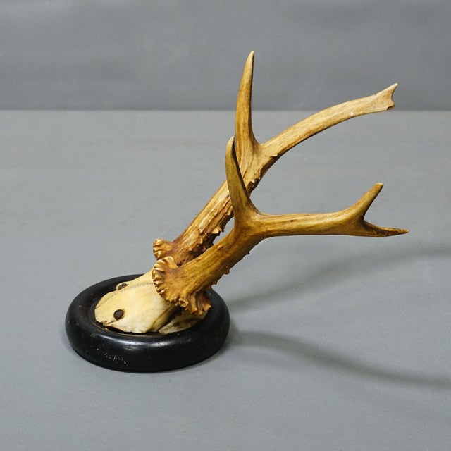 Antique Collection of Six Roe Deer Trophies on Turned Plaques, Germany ca. 1900s A great collection of six antique roe...