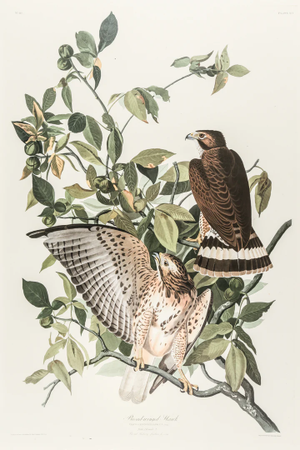 The Abbeville Press Edition of the Broad-Winged Hawk (Plate 91) From the Birds of America by John James Audubon