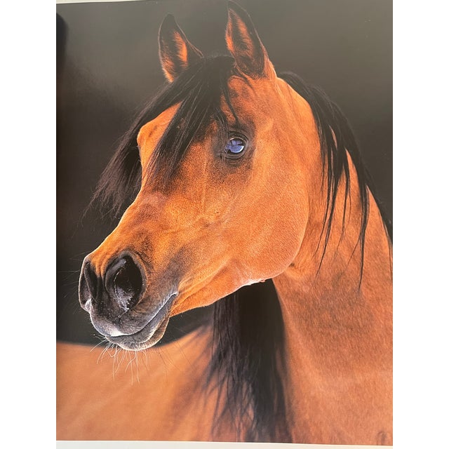 1970s Fabulous Book on Horses Illustrated For Sale - Image 4 of 8