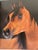 1970s Fabulous Book on Horses Illustrated For Sale - Image 4 of 8