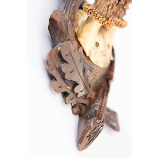 Early 20th Century Antique Black Forest Roe Deer Antlers Hunting Trophy Mount For Sale - Image 5 of 7
