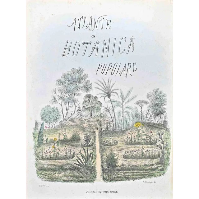 Lithograph. Plate from "Atlante di Botanica popolare ossia Illustrazione di Piante Notevoli di ogni famiglia" (Atlas of...