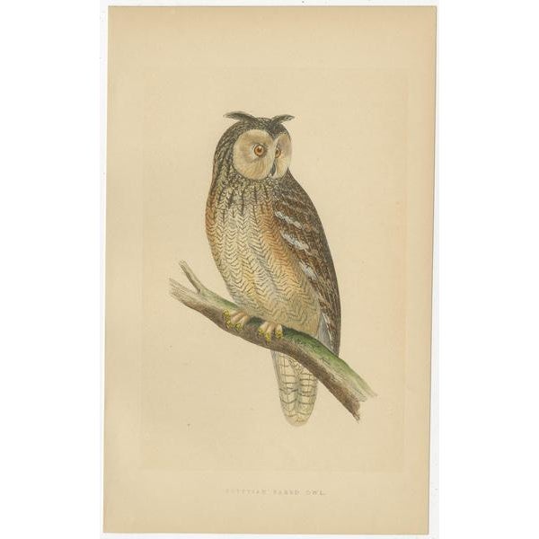 Charles Robert Bree and Benjamin Fawcett, Two Owls, a Black Jackdaw and Their Eggs, Paper, Set of 4 For Sale - Image 3 of 7