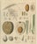Antique Coconut Palm Botanical Study, Cocos nucifera, c.1831 : This highly detailed botanical engraving presents a full...