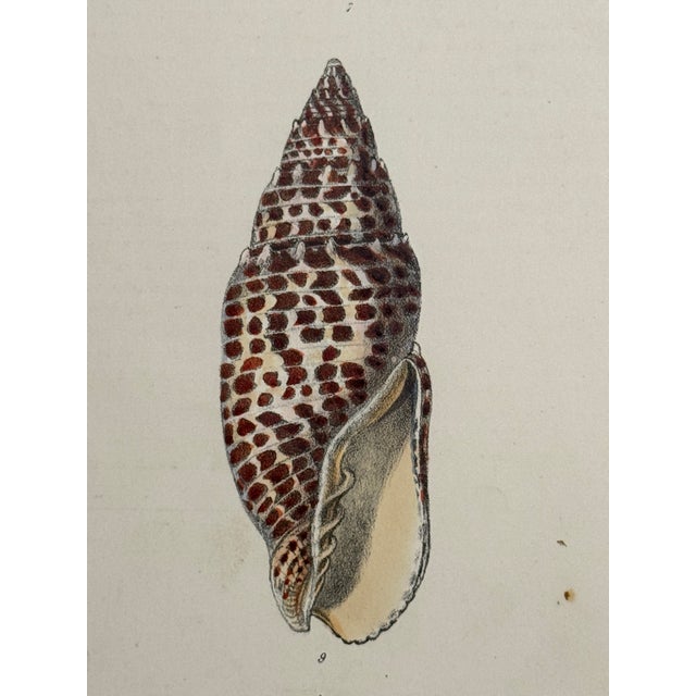 Antique White Hand-Colored Antique George Sowerby Engraved Plates Ft. Seashells - Set of 6 For Sale - Image 8 of 11