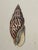 Antique White Hand-Colored Antique George Sowerby Engraved Plates Ft. Seashells - Set of 6 For Sale - Image 8 of 11