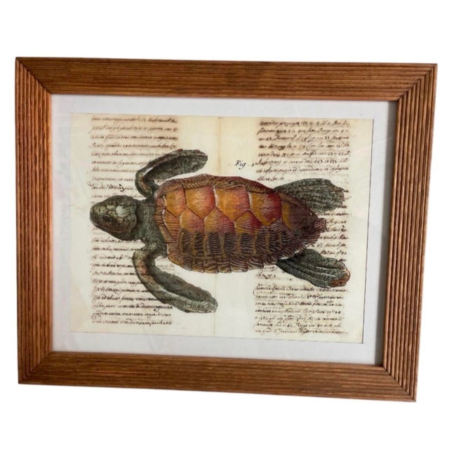 Vintage Framed Sea Turtle Botanical Style Art Print For Sale - Image 4 of 12