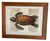 Vintage Framed Sea Turtle Botanical Style Art Print For Sale - Image 4 of 12