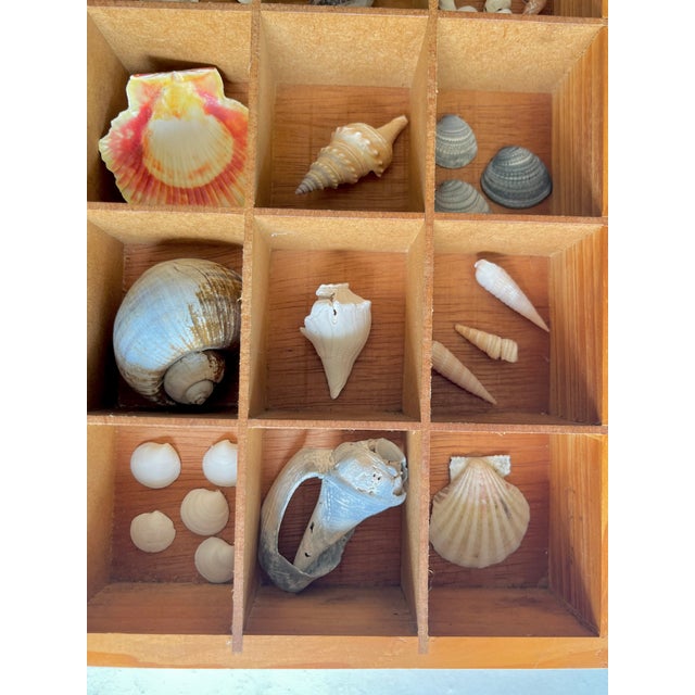 Pair Vintage Folk Art Shadow Boxes With Seashell Collection Coastal Boho Chic For Sale - Image 6 of 18