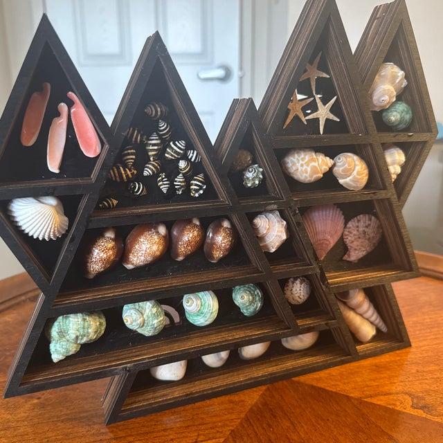 Seashell Display in Geometric Wall Curio For Sale In Minneapolis - Image 6 of 12