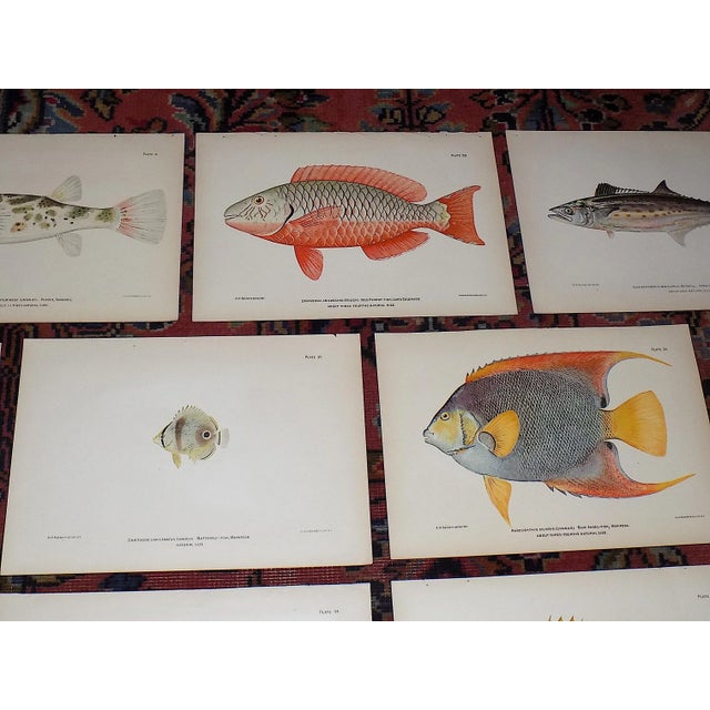 Realism Authentic Antique 19th Century Tropical Fish Chromolithographs - Set of 10 For Sale - Image 3 of 7