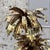 Palm Trees Floor Lamp in Gilt Brass by Christian Techoueyres for Maison Jansen, France, 1970s For Sale - Image 12 of 18