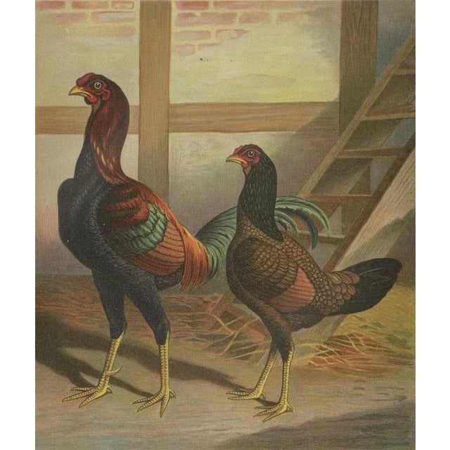 Förster, Malay Chickens, Lithograph, 1888 For Sale - Image 3 of 5