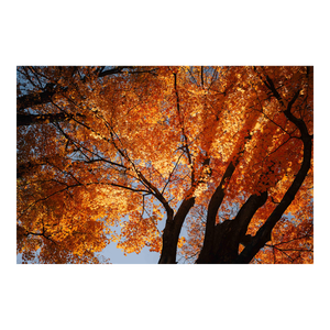 Contemporary Landscape 'New Jersey Fall Foliage', Large Fine Art Photography Print